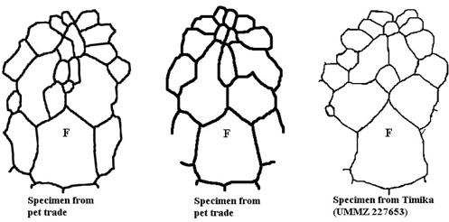 Parietal structure of L. hoserae from West Papua
