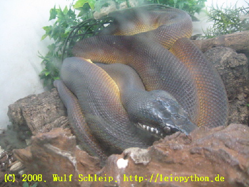 Leiopython albertisii, dark phase