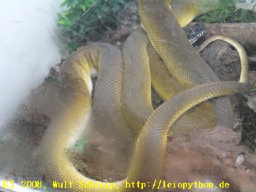 Leiopython albertisii, light phase
