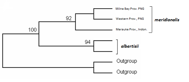 Cladogram from Schleip (2008)