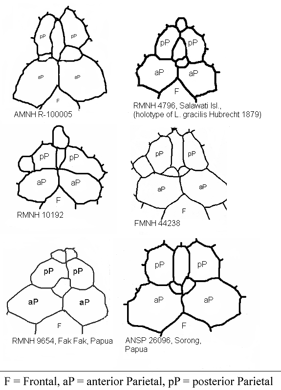 Parietalstructure in L. albertisii